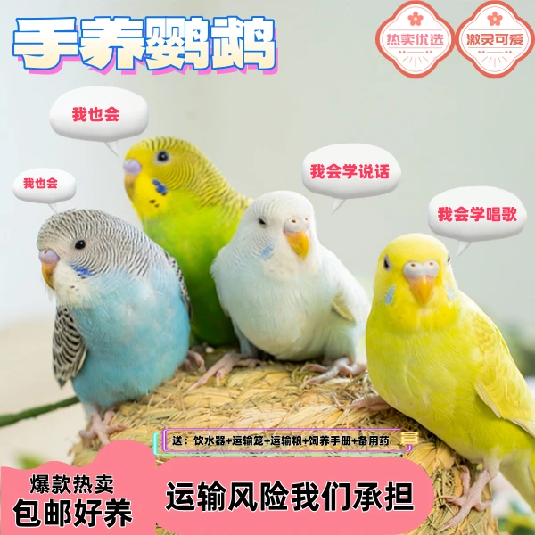 彩色活体会学说话的鹦鹉观赏鸟手养鹦鹉小鸟活宠鸟类包邮虎皮鹦鹉