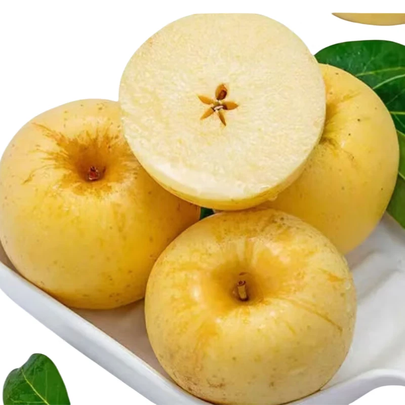 迷你维纳斯黄金苹果桶1kg