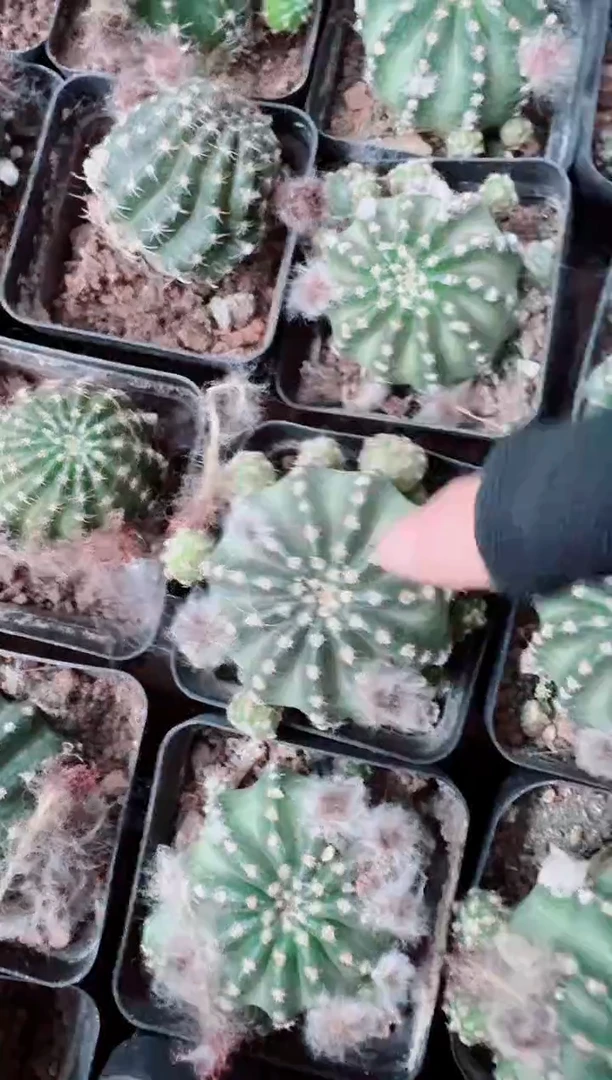 粉昭和仙人球植物