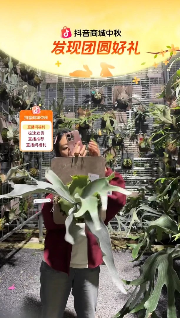 不开花植物L788-白燕麦