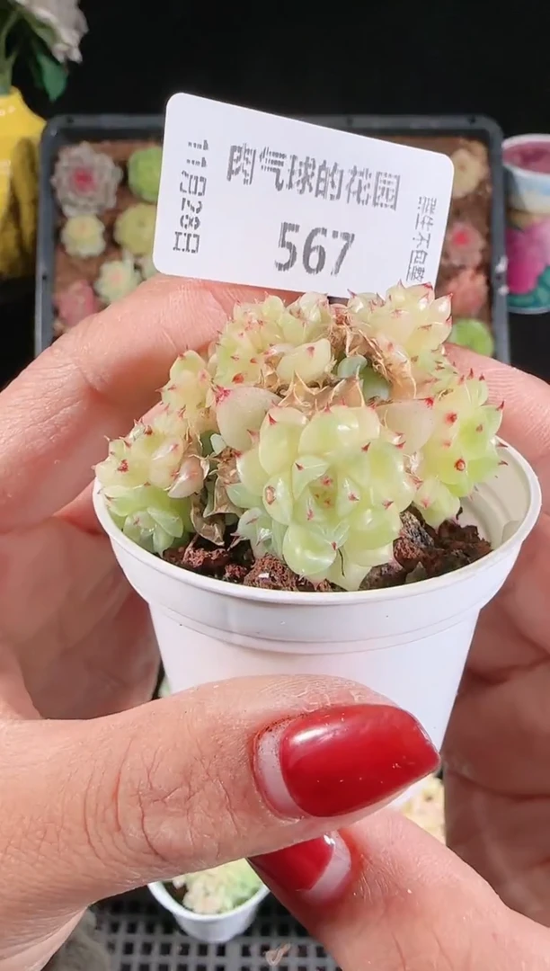 多肉1128-567群生不包整