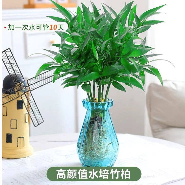 竹柏（兴旺竹）（简易盆）可水培夏季驱蚊绿植（下单随机送一袋蔬菜种）