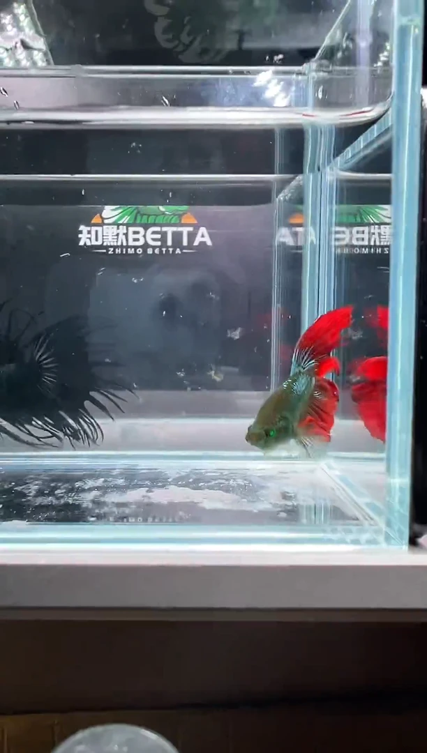 斗鱼知默精品斗鱼