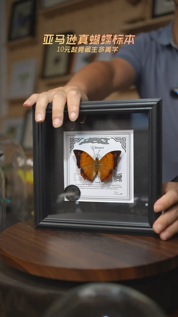 螯蛱蝶盲盒款7寸方框