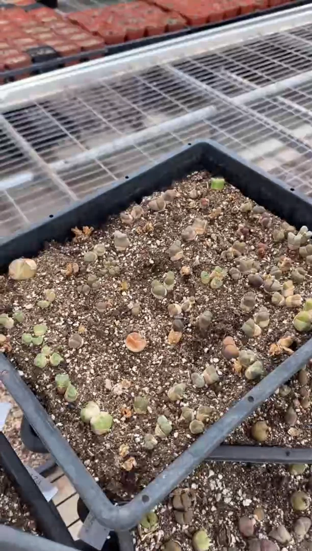 29-177多肉植物肉锥