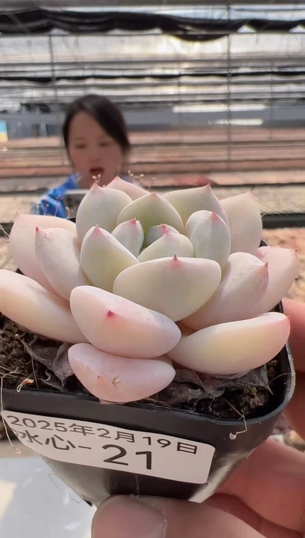 【闪购商品】冰心多肉-21