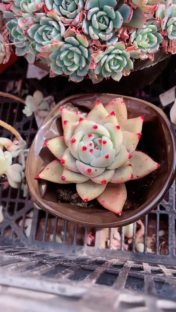 【闪购商品】15396