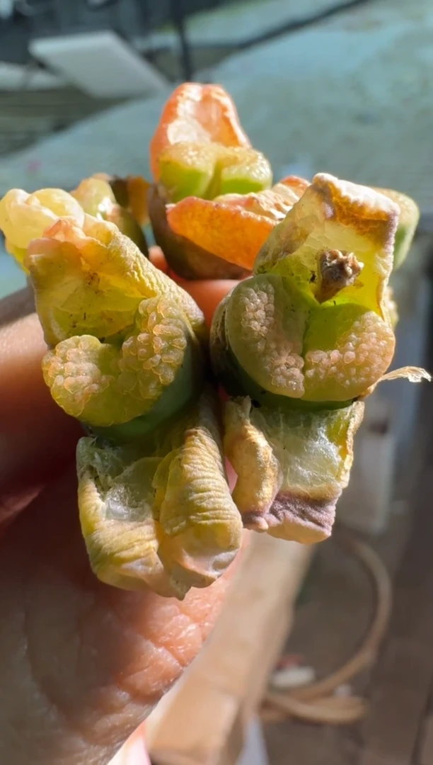 【闪购商品】15-40粉磁铁母本一颗