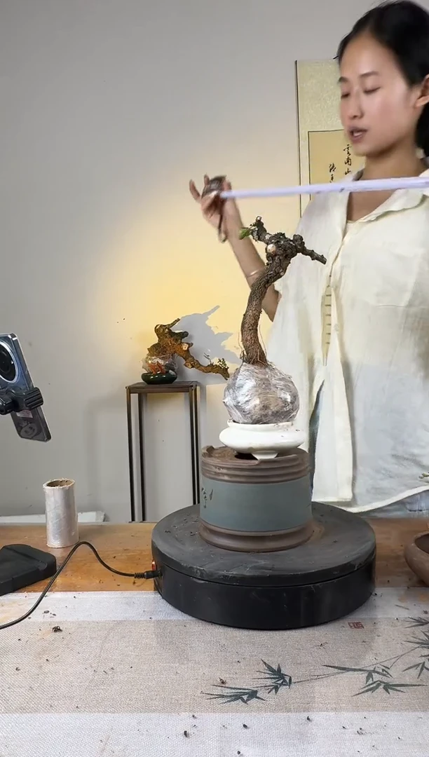 当前无花朵，栽培后可花朵清香生桩一物一拍