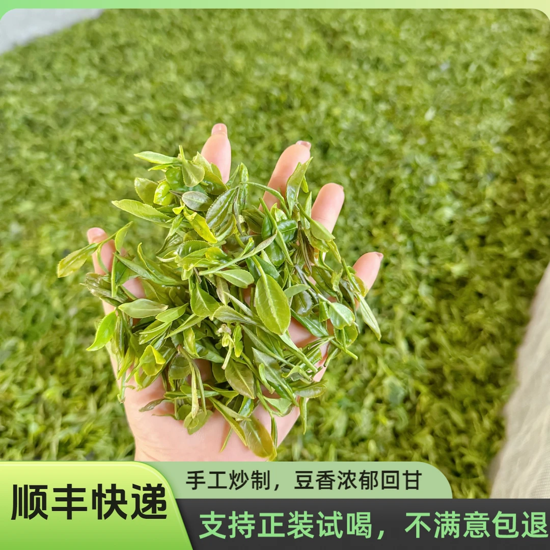 【早春茶 豆香足】2025露天日照绿茶精细料/豌豆浓香/耐泡回甘送礼