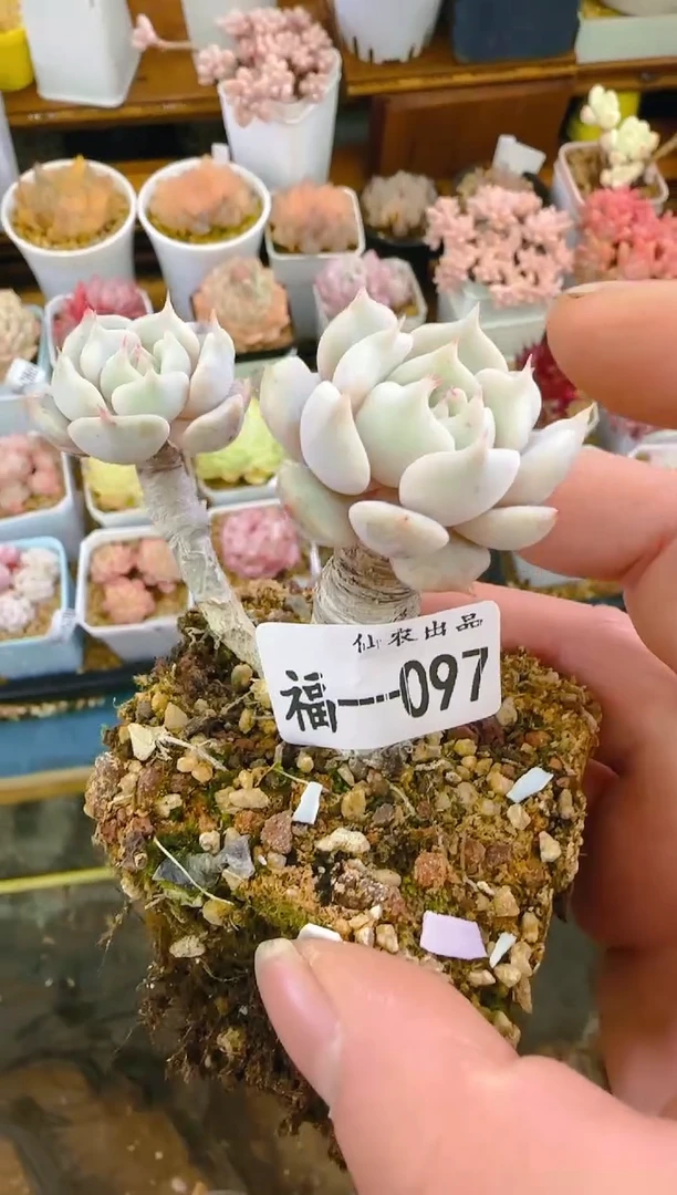 【闪购商品】福—097—仙农（白犀牛）