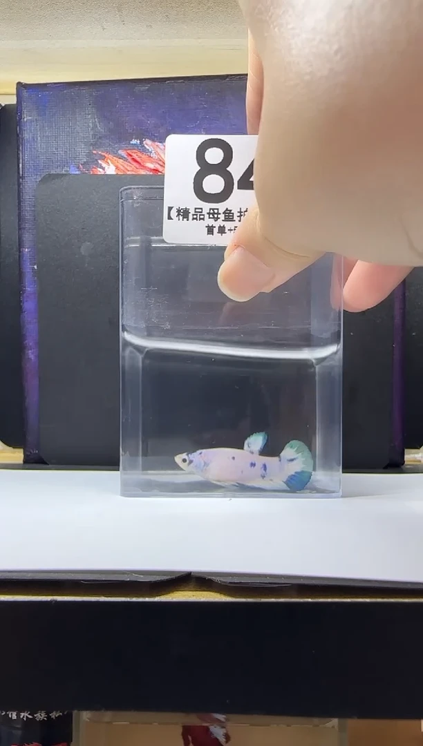 斗鱼母鱼编号：84