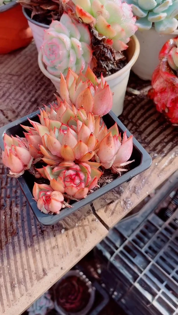 短**爷跃跃精品多肉01108