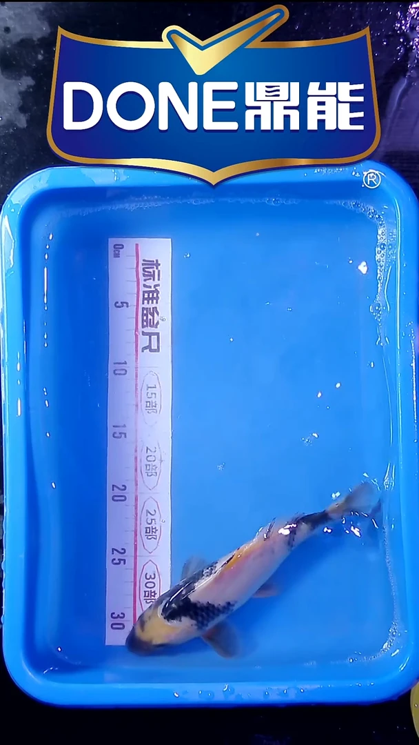 海水鱼锦鲤直播间菁选 对版发货 9号