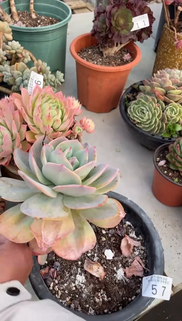 【闪购商品】57白凤