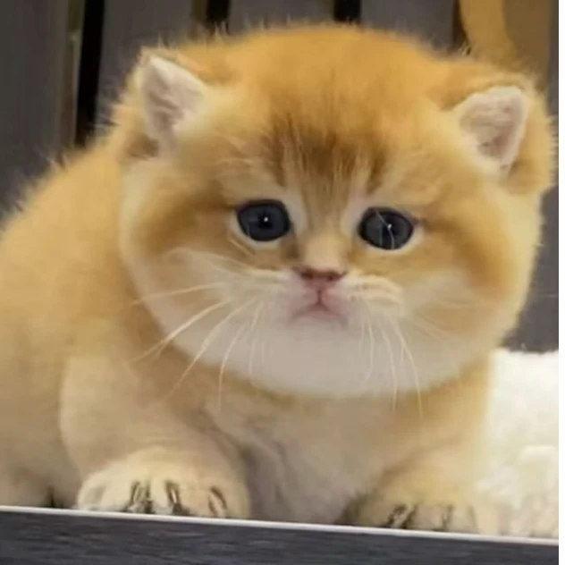 【魏家潮宠】高端猫咪迷你幼猫宠物猫活体链接宠物小型礼物