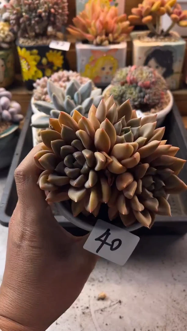 40红象牙1111111111111