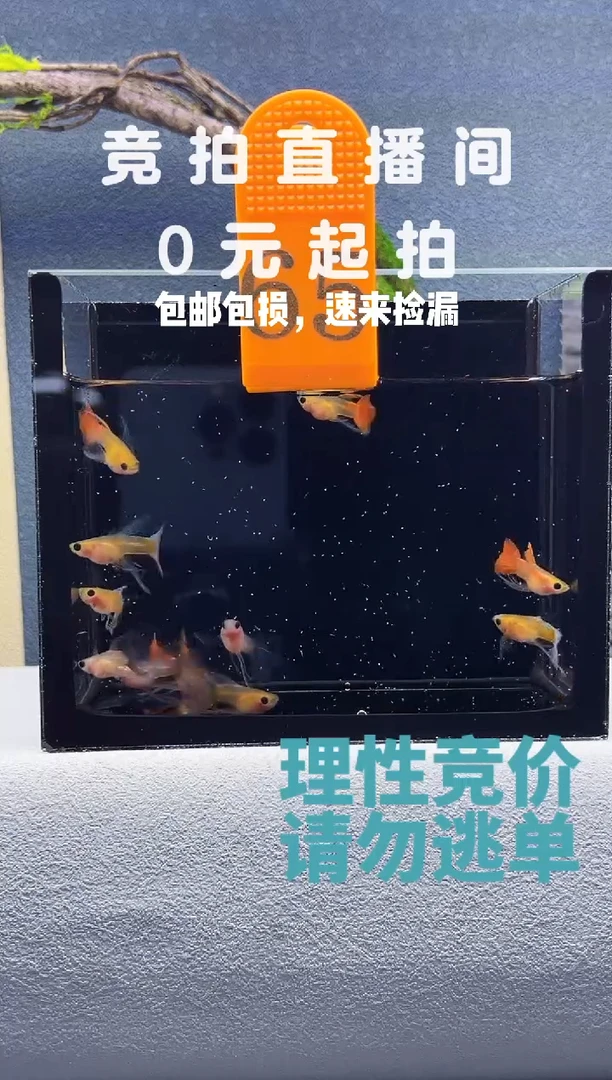 孔雀鱼蓝水晶长公一组十条编号65