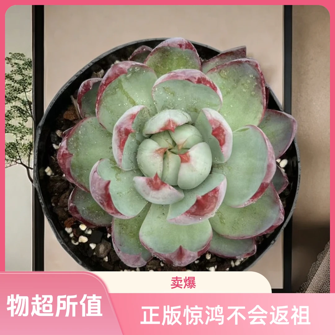 惊鸿仙子 爆款 好养皮实脱土发（任意两单包邮）