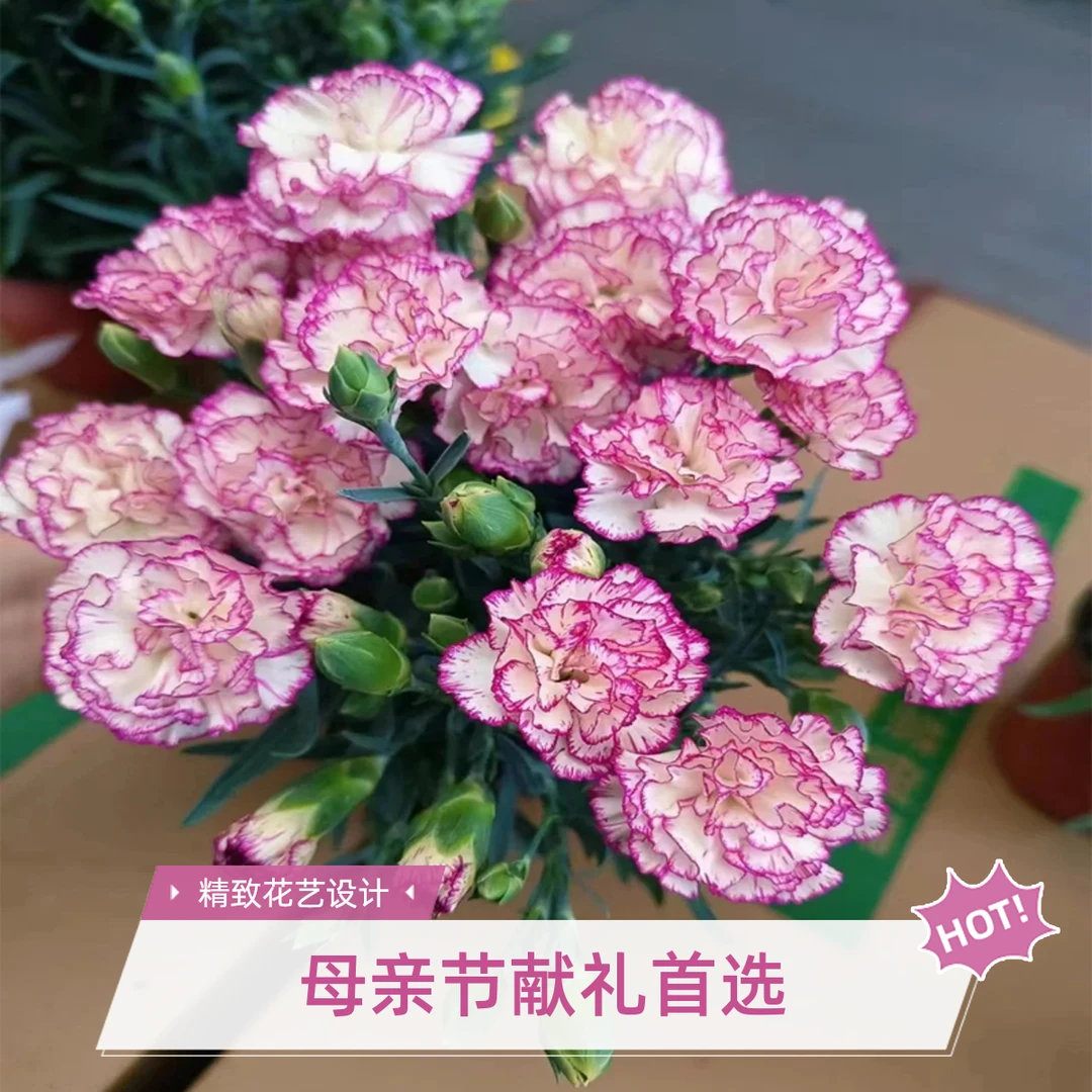 康乃馨盆栽带花苞四季开花不断室内阳台庭院石竹花苗绿植花卉好养