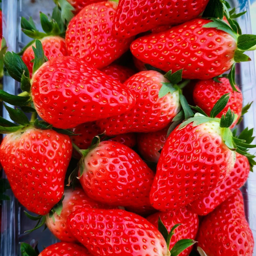 【一斤装】好吃的本地现摘奶油草莓