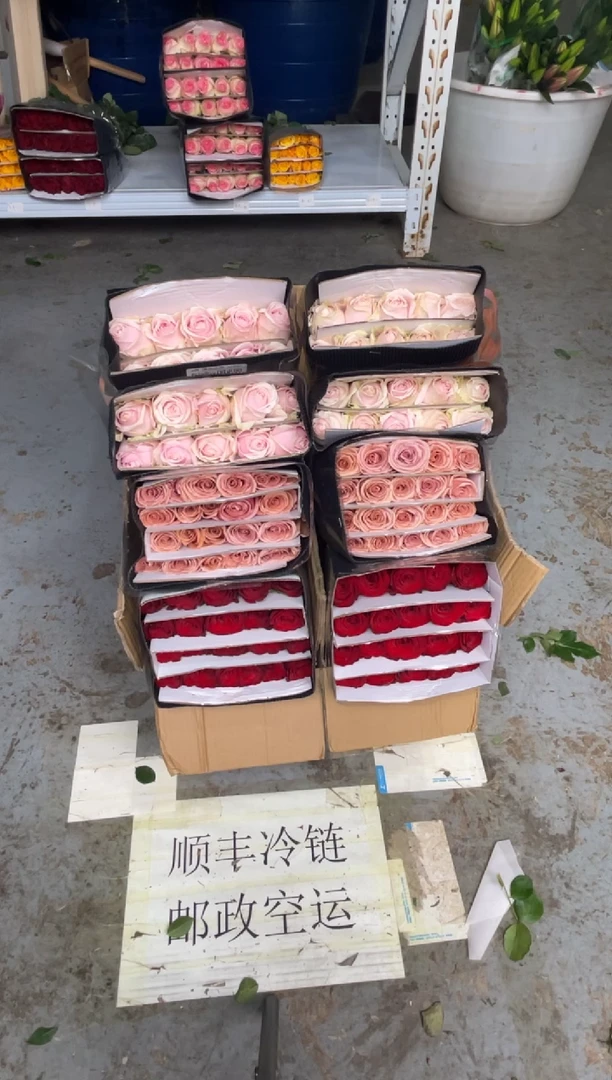 高原红20枝+莫泊20枝+粉红20枝