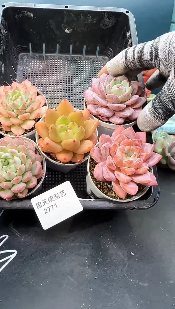 2  771 多肉 5  颗