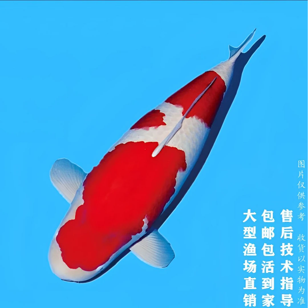 锦鲤观赏鱼包邮包开箱活