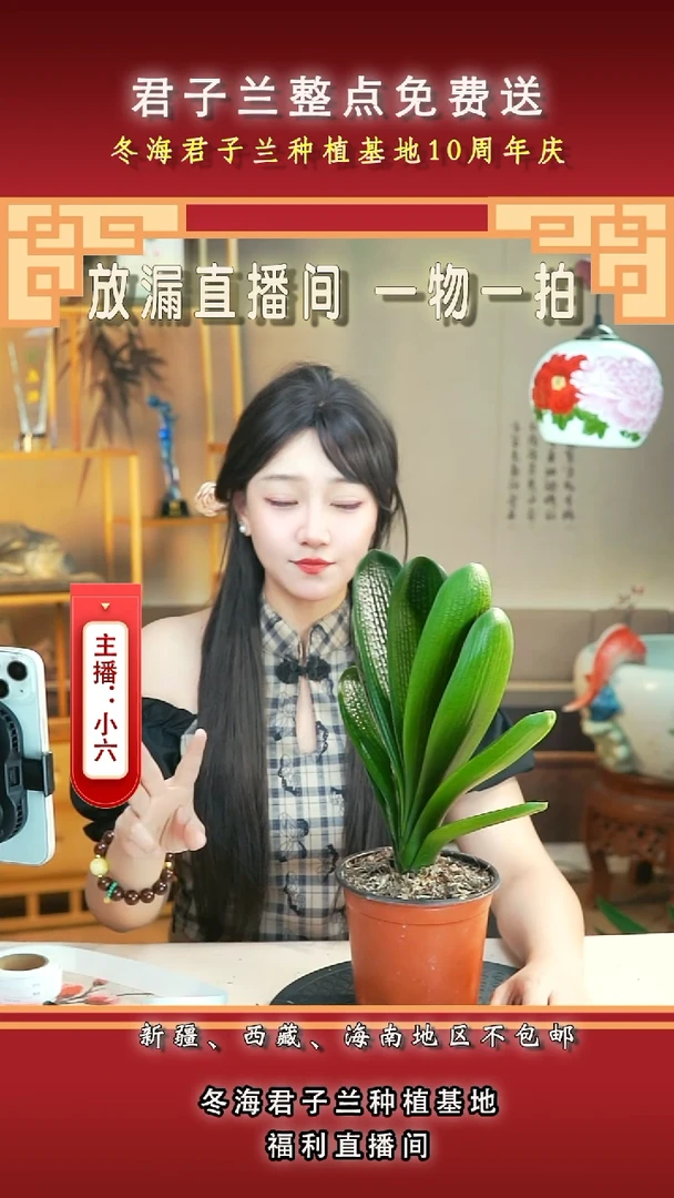 当前无花朵，栽培后可花朵用****0君子兰