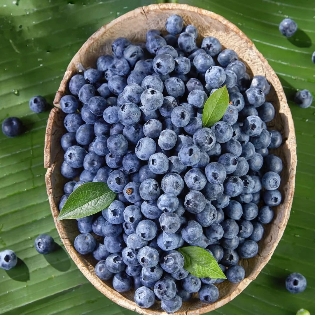 【买一箱送一箱】M25纯甜花香蓝莓云南澄江抚仙湖 蓝莓 顺丰空运