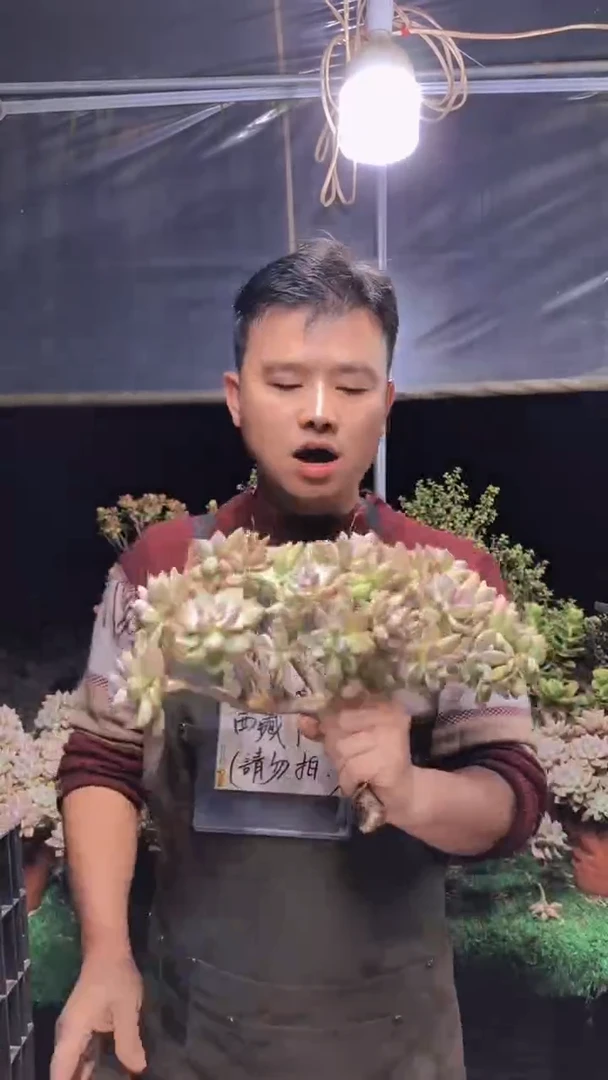 175淡雪缀化一物一拍