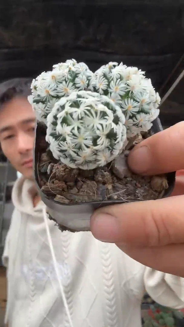 多头杜微丸，杜微娜娜随机一颗9.99