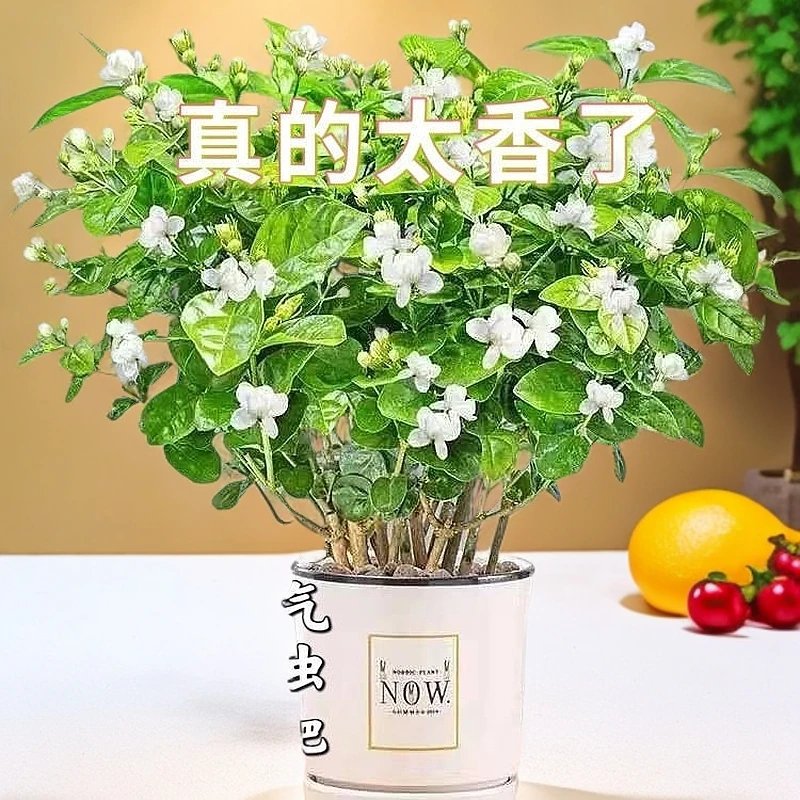 重瓣茉莉花盆栽懒人花卉室内四季开花观花植物阳台花卉驱蚊净化空