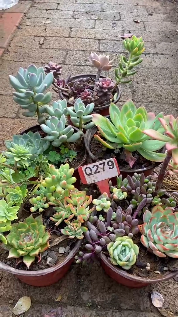 Q279多肉组合默认脱土发货