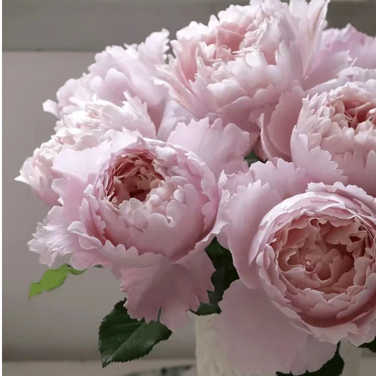 索菲罗莎中苗   四季灌木月季