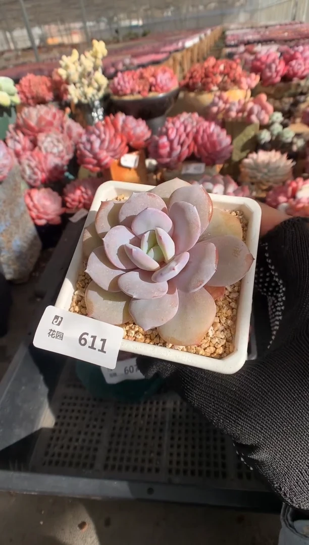 611奶茶一物一拍