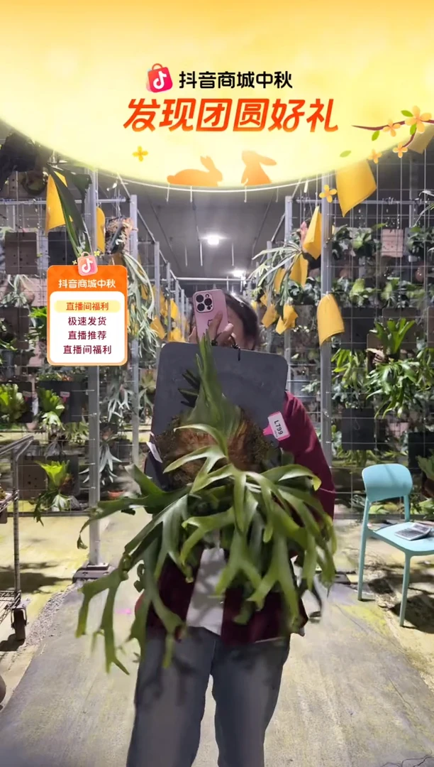 不开花植物L799-卷卷皇冠