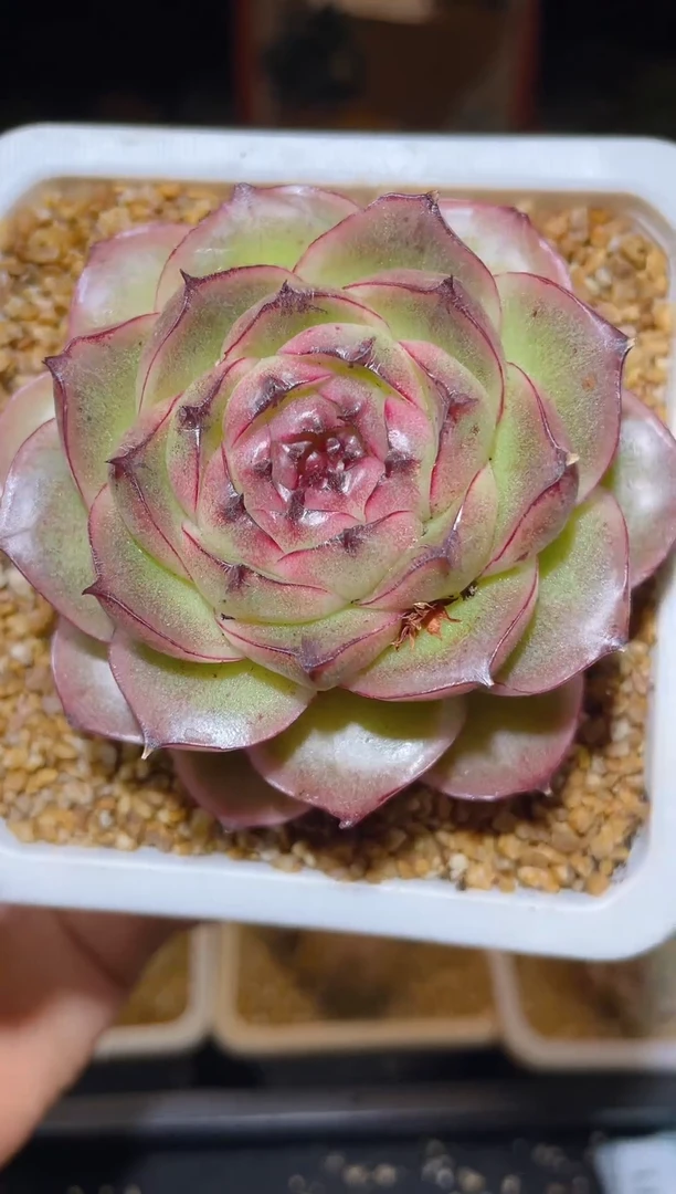 【闪购商品】173翡冷翠多肉