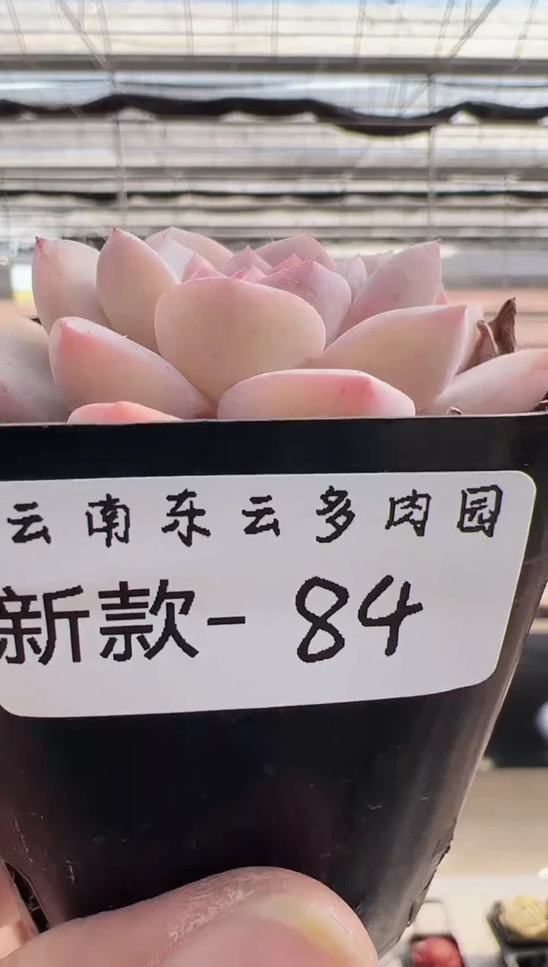 【闪购商品】新款多肉84