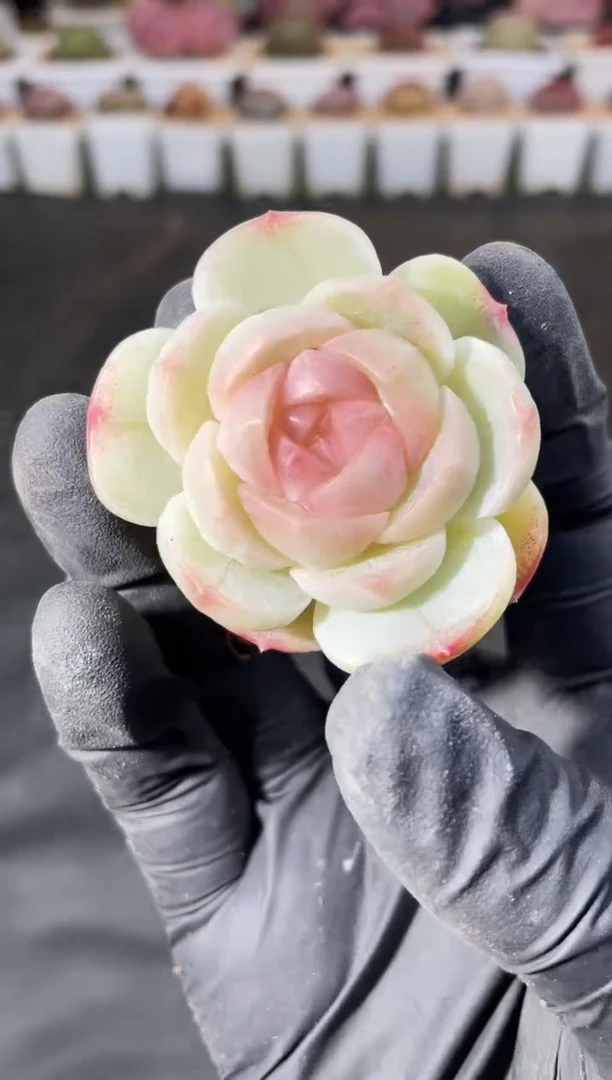 9-46 玉盘3-4厘米 量拍发一颗