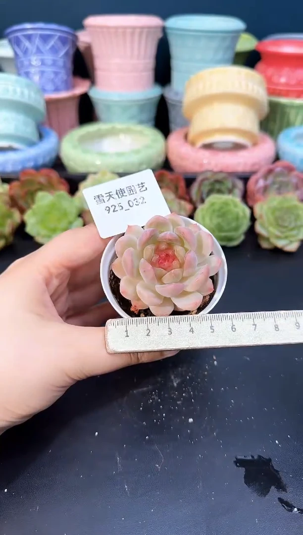 925-032青山（冠幅5cm）
