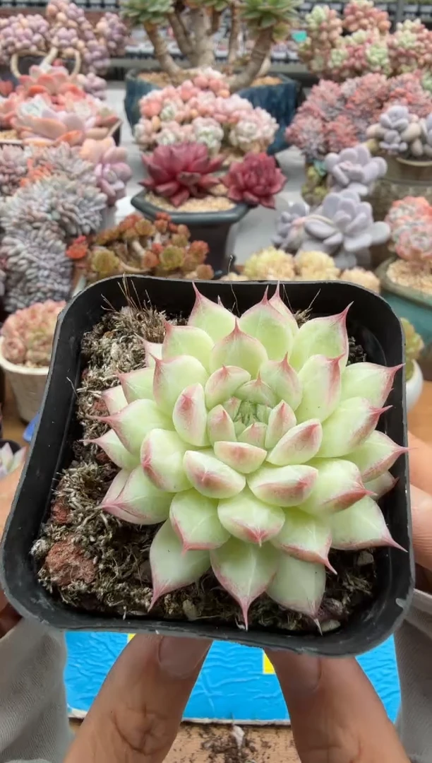 东云多肉园二店-466