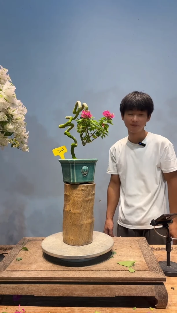 全部花朵掷**声三角梅20