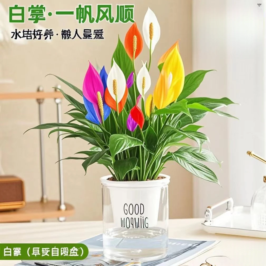 新品一帆风顺多色白掌盆栽室内绿植花卉水培植物四季开花好养易活