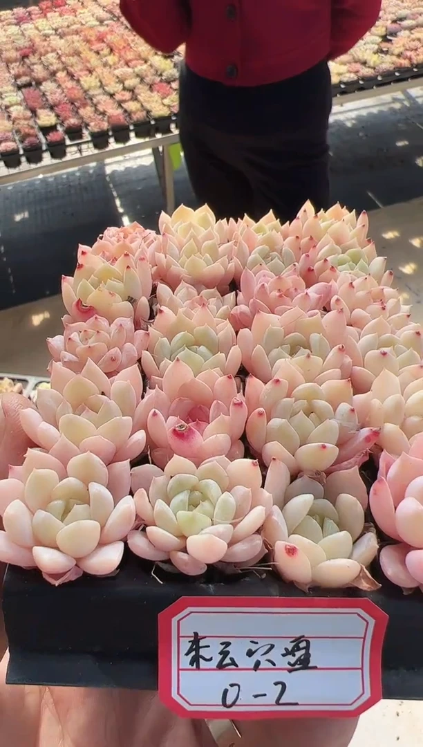 【闪购商品】穴盘-2   24棵1份