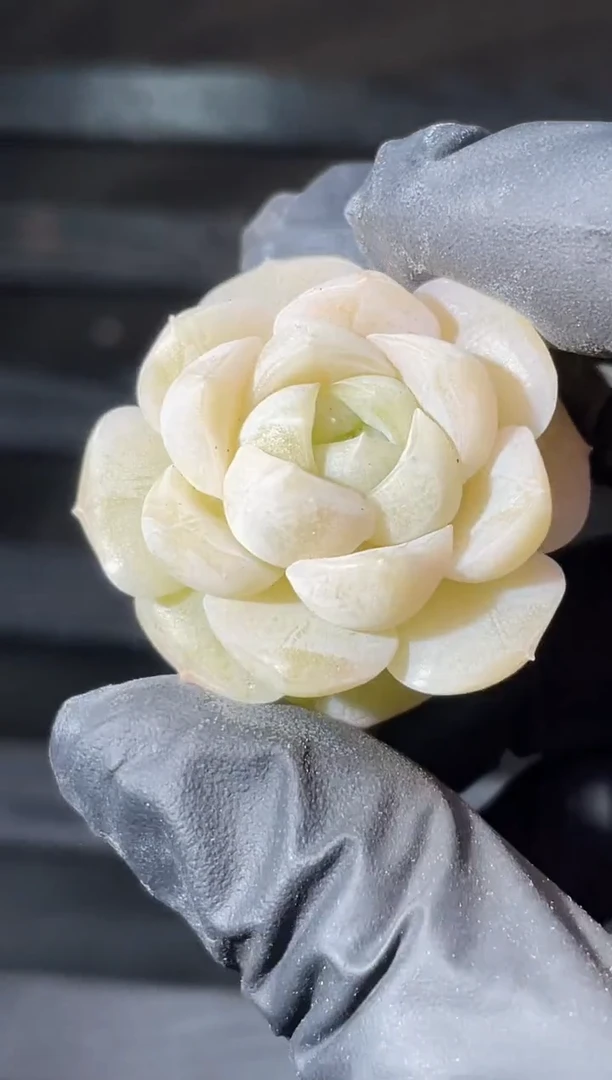 15-4白小纯2-3厘米量拍发一颗