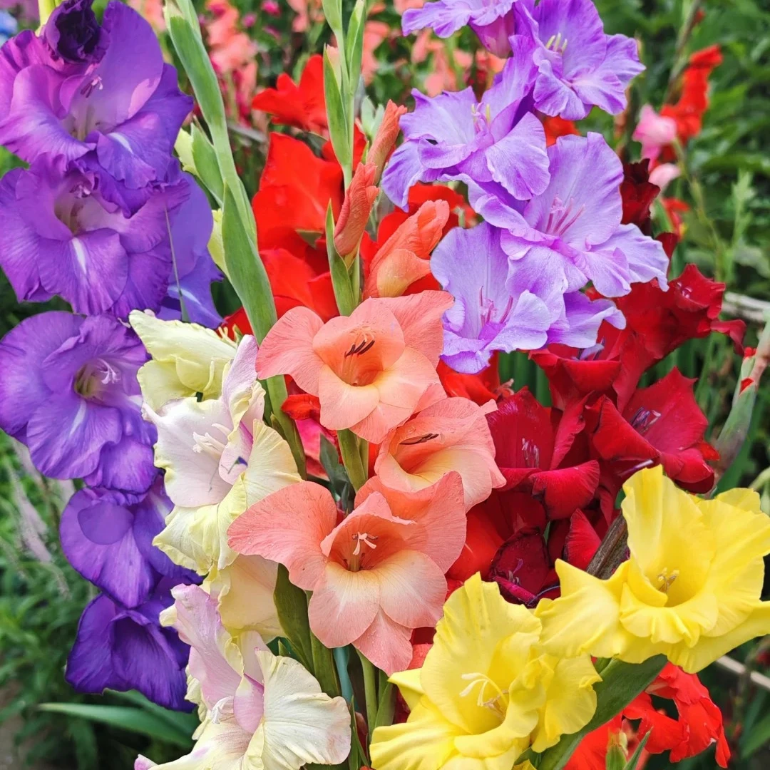 剑兰唐菖蒲花种球大颗多年生花卉阳台盆栽四季庭院地栽易种植球根