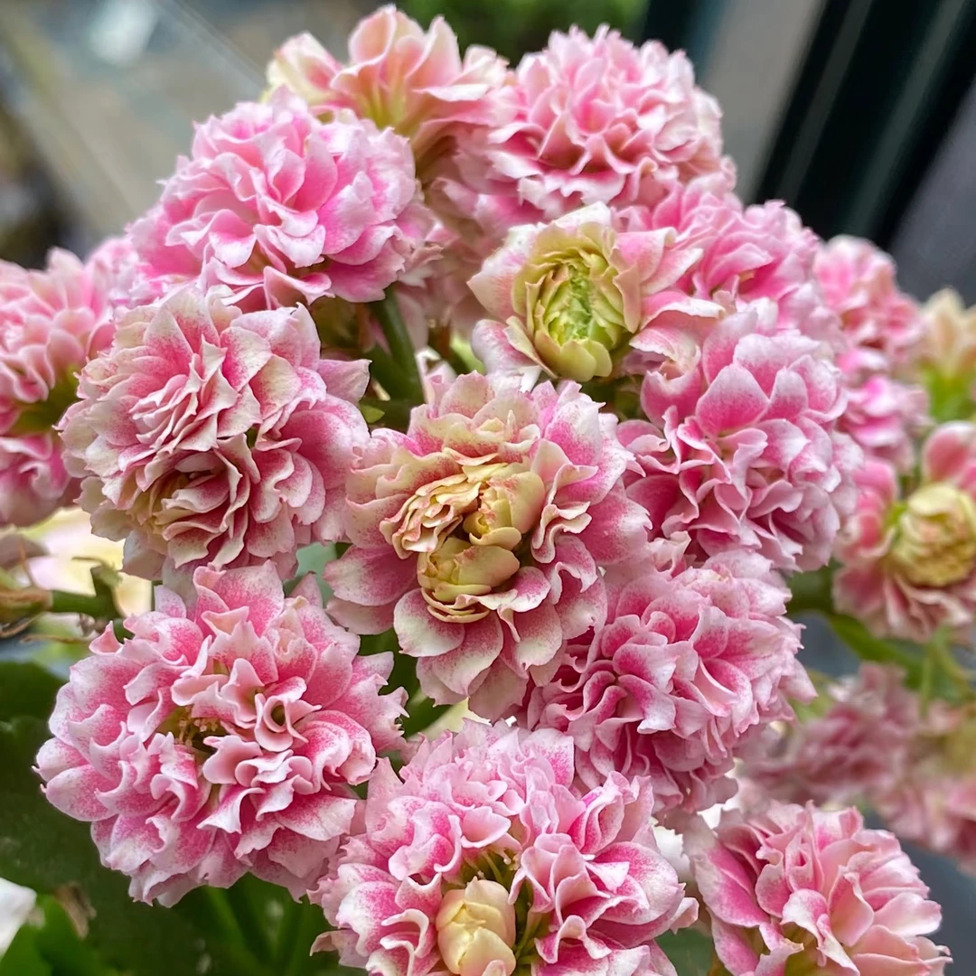 安娜公主长寿花复色重瓣大花盆栽室内绿植四季开花植物包邮