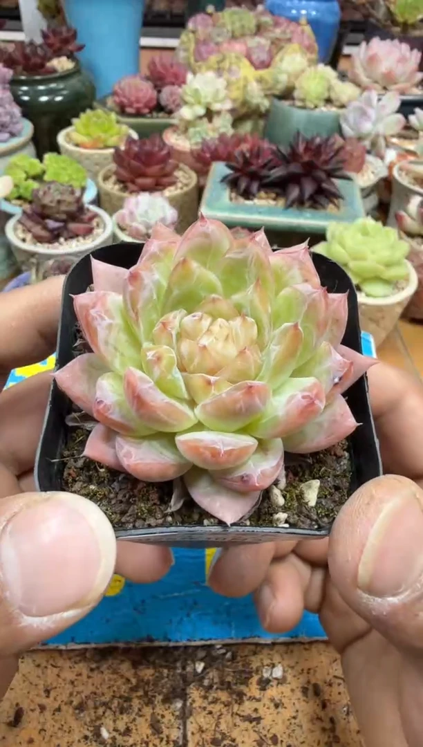 东云多肉园二店-266