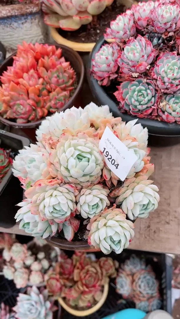 【闪购商品】19204多肉